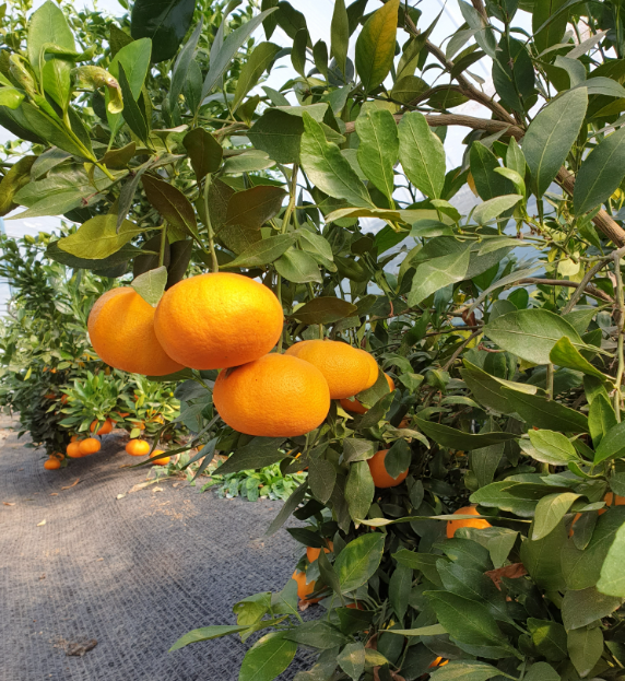 양지농원 황금향