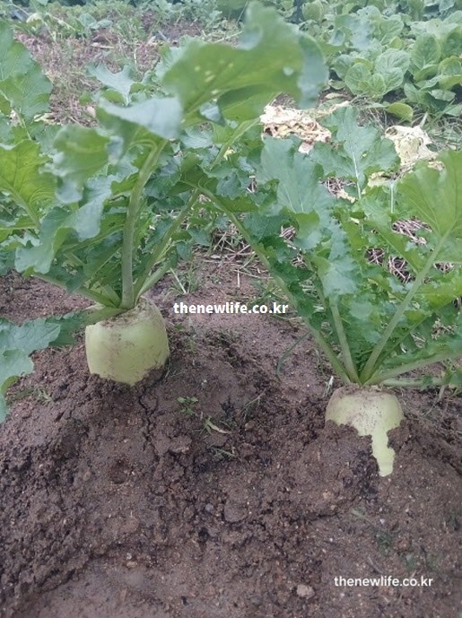장 건강과 포만감을 주는 식이섬유와 수분이 가득 차 있는 싱싱한 무의 단면 근접 실사진