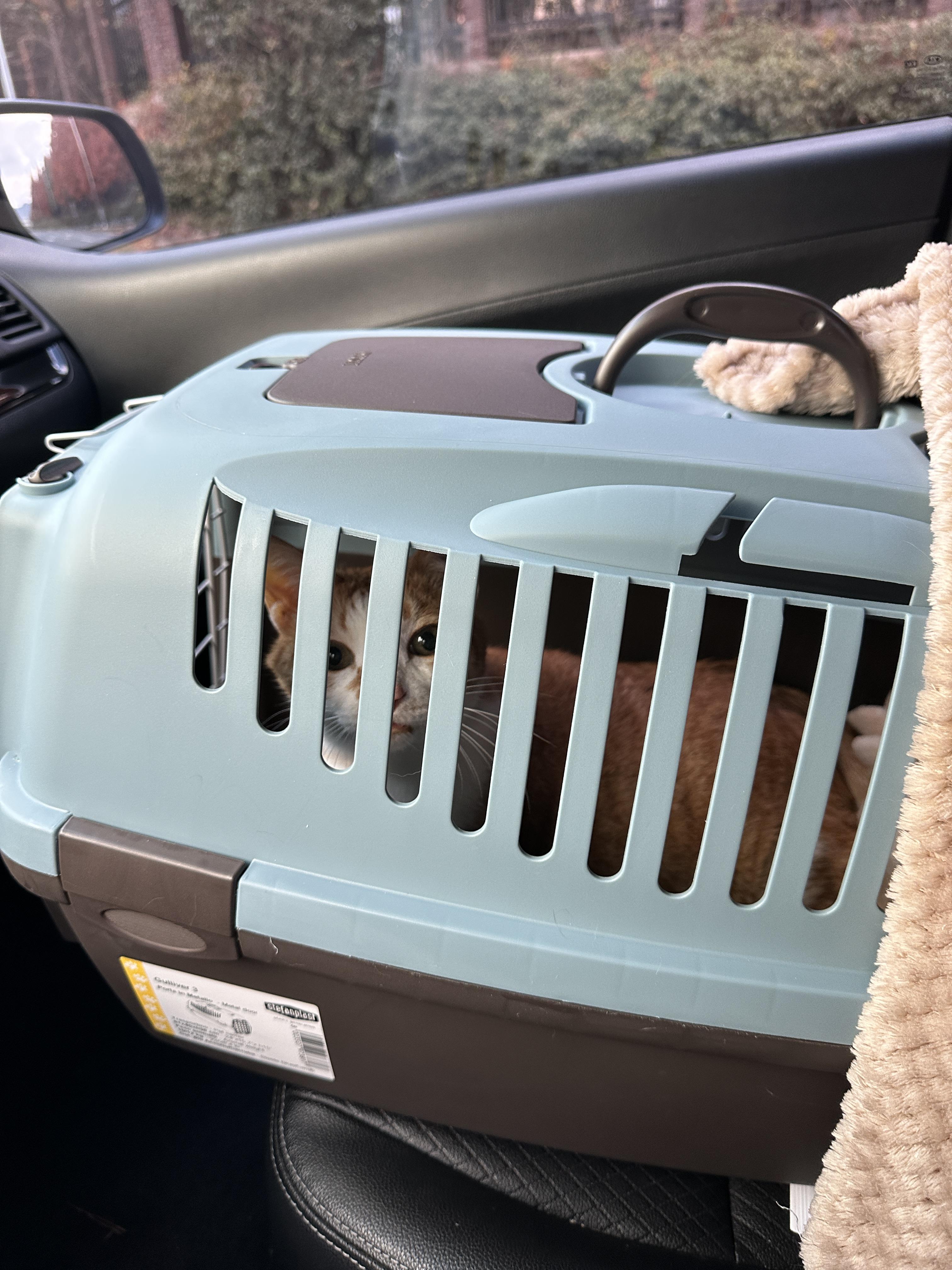 다시_병원으로_가는_호야