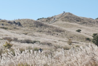 황매산 억새축제