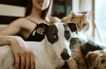 식용개 보상 개고기 식용 금지법 보상 식용개 사육농가 마리당 최대 60만원