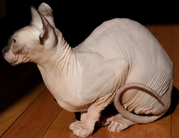 Sphynx