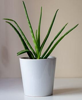 식물이-심어진-흰색-화분