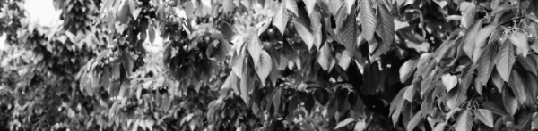 체리나무 재배법: 햇빛, 온도