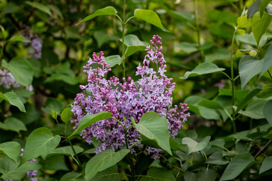Vibrant purple lilac flowers surrounded by lush green leaves in a natural setting.