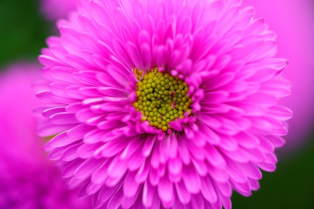 국화 Chrysanthemum