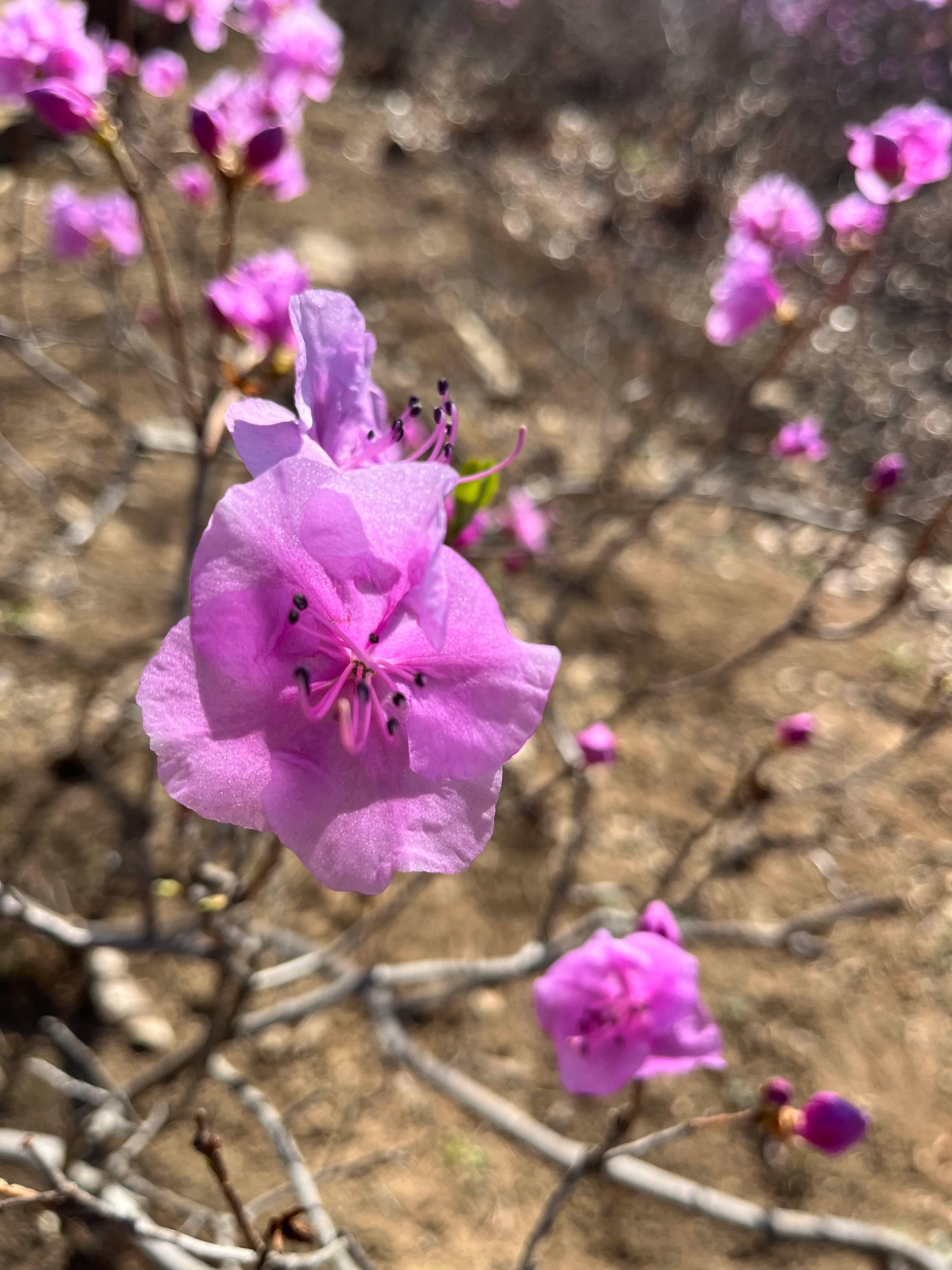 원미산 진달래동산