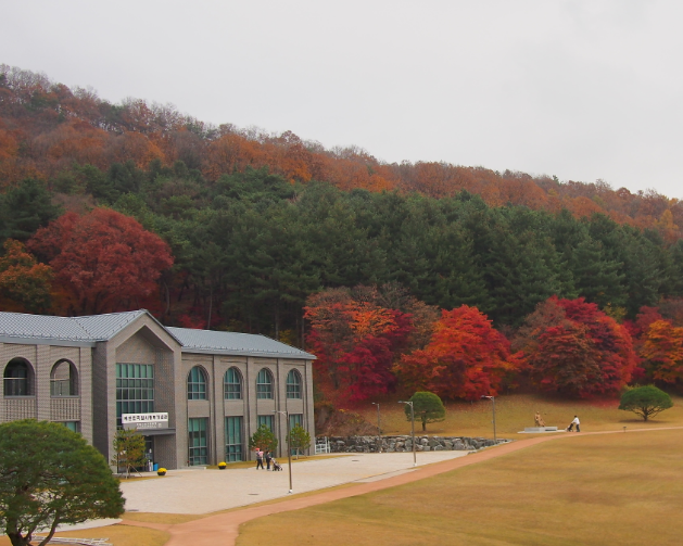 청남대 국화꽃 축제