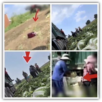 중국 배추 발암물질, 포름알데이히드 사용, 국내 반입, 한국 수출 여부, 반응, 관련주 분석, 향후 전망