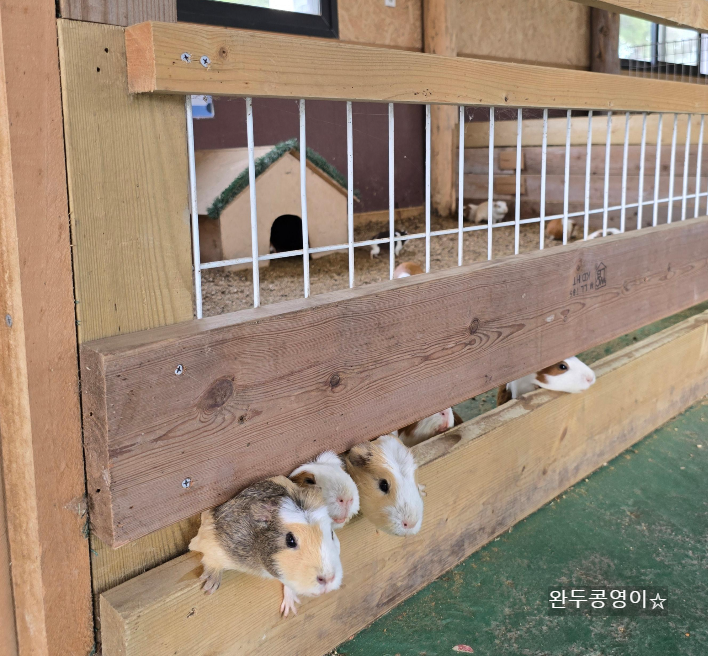 제주 길갈팜랜드 기니피그가 먹이를 달라고 우리밖으로 머리를 내밀고 있는 모습
