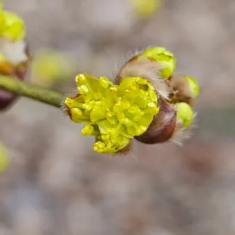 생강나무 꽃 개화시기 모양 특징_13