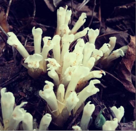 가지더부살이 효능 및 활성 성분 복용법과 부작용