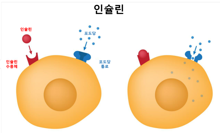인슐린