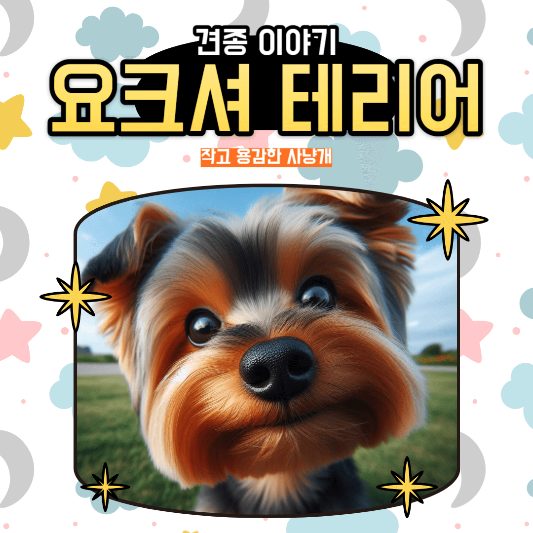 요크셔 테리어