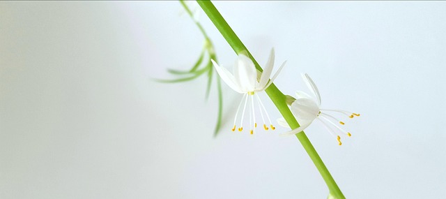 공기정화식물이 아이의 집중력과 정서 안정에 미치는 영향