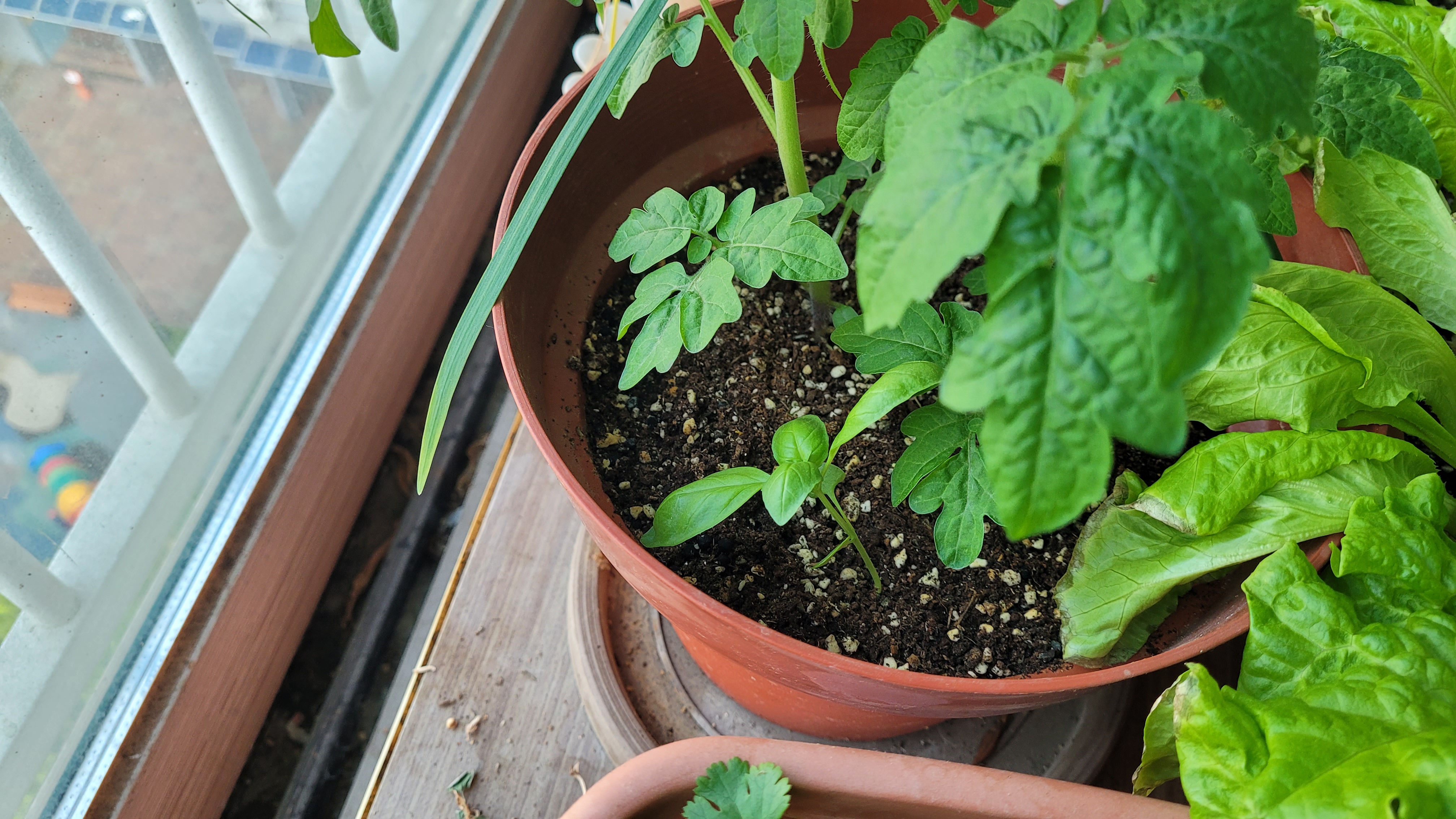 토마토 옆 바질