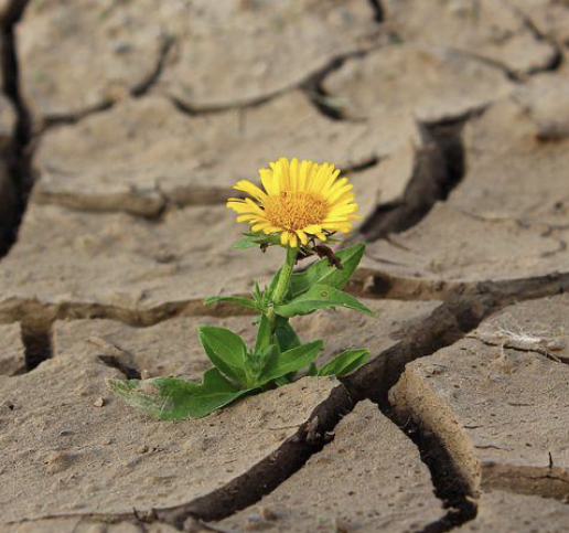 가뭄으로-마른-땅-꽃