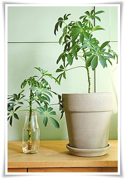 &quot;홍콩야자 키우기&quot; 실내 정원 가꾸기에 매력적인 식물!