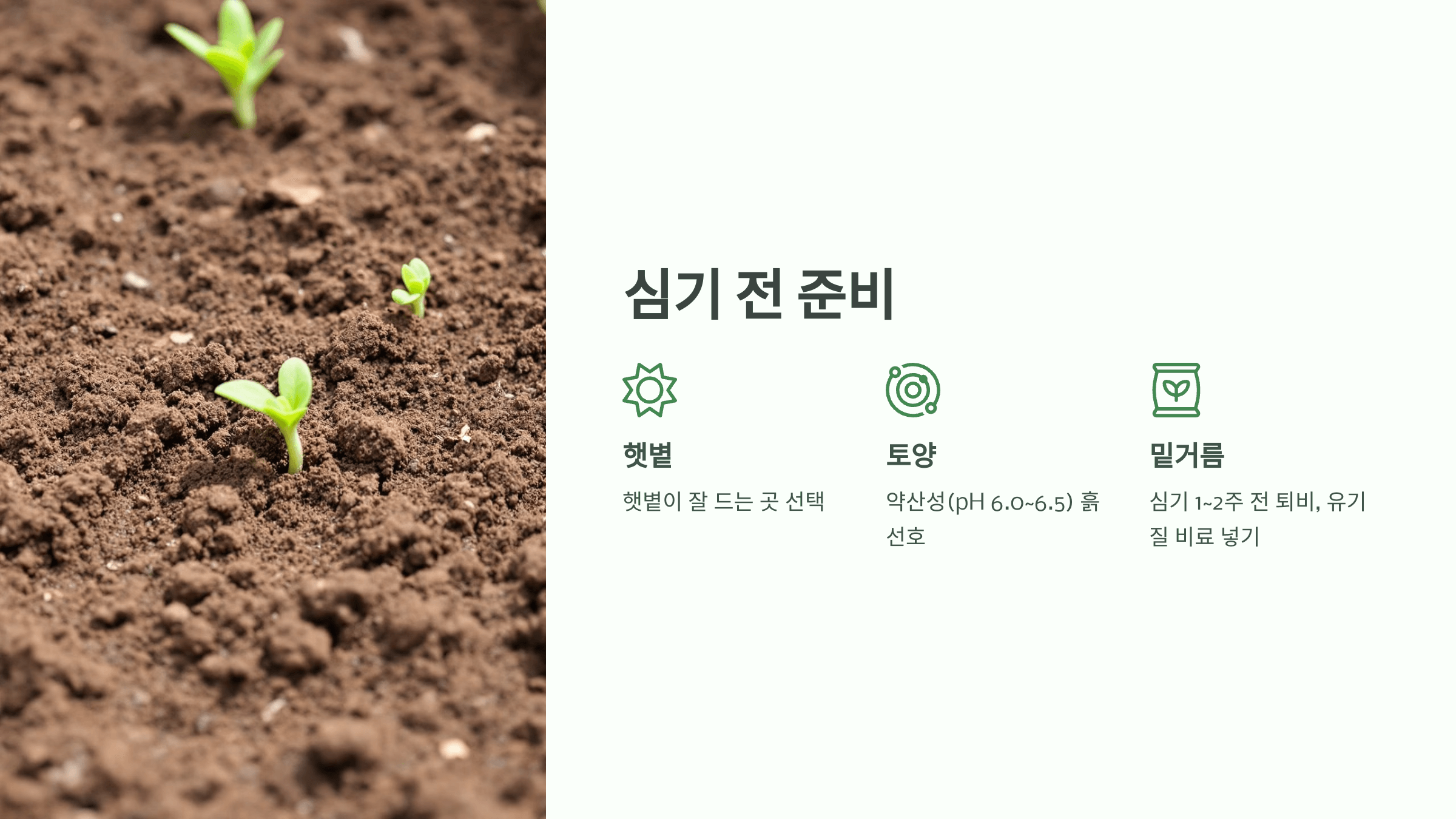 참외 사진입니다.