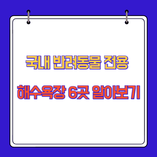 국내 반려동물 전용 해수욕장 6곳 알아보기
