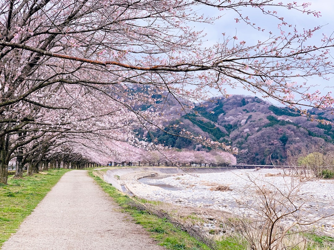 Cherry blossom