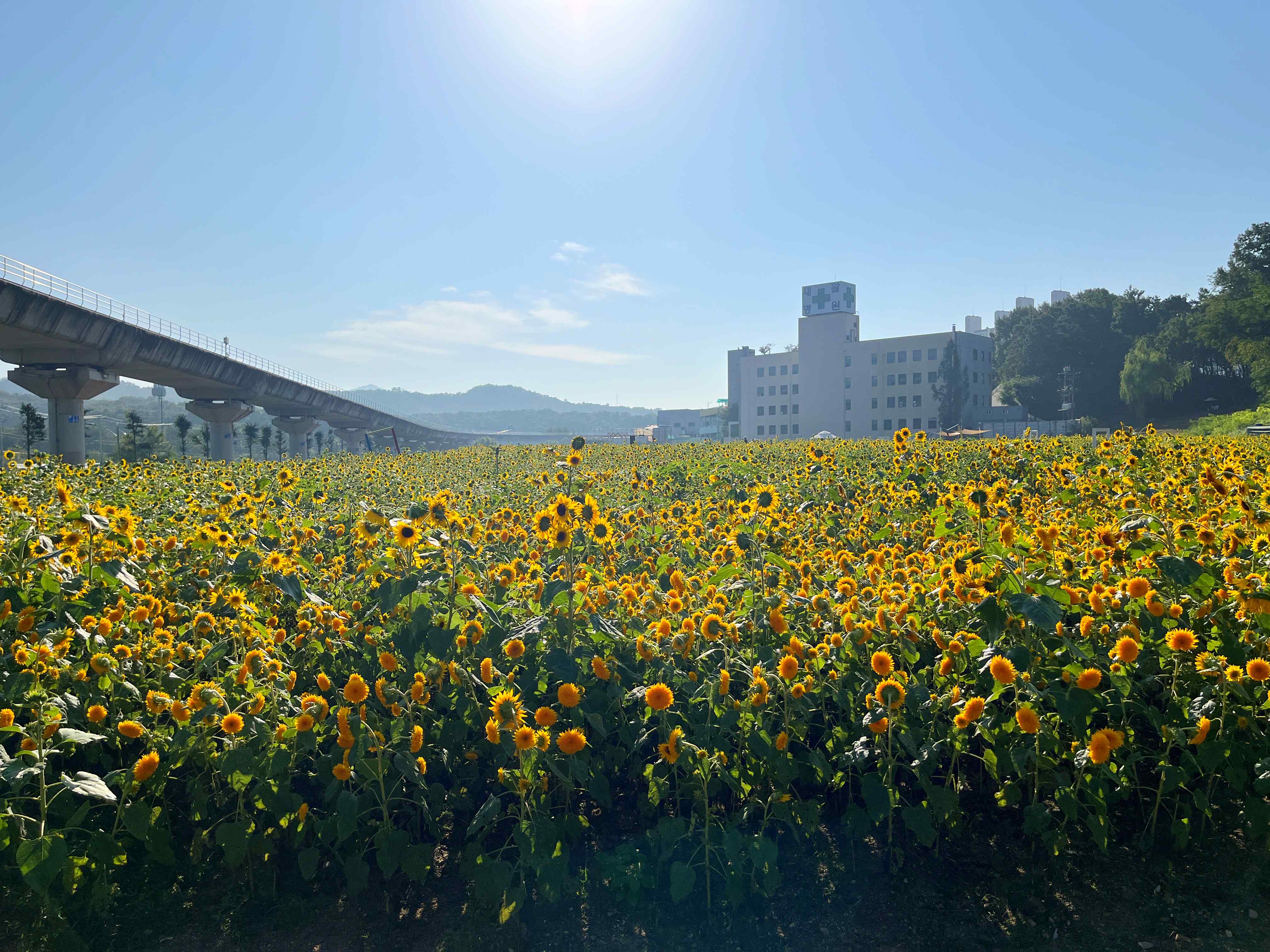 신곡새빛정원 해바라기