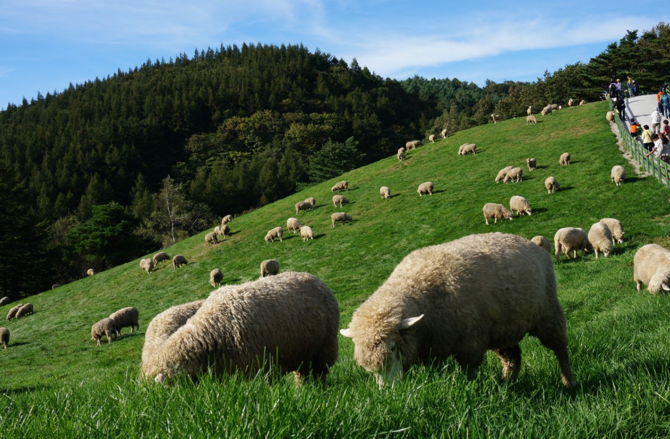 대관령-양떼목장