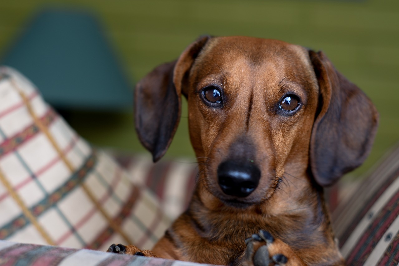 닥스훈트(Dachshund)3