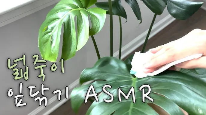 잎닦기 관리 미세먼지제거 광합성도움 우유물사용 주의점_2