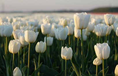 유럽 정원에서 사용되는 희귀 꽃 (튤립, 장미, 라벤더)