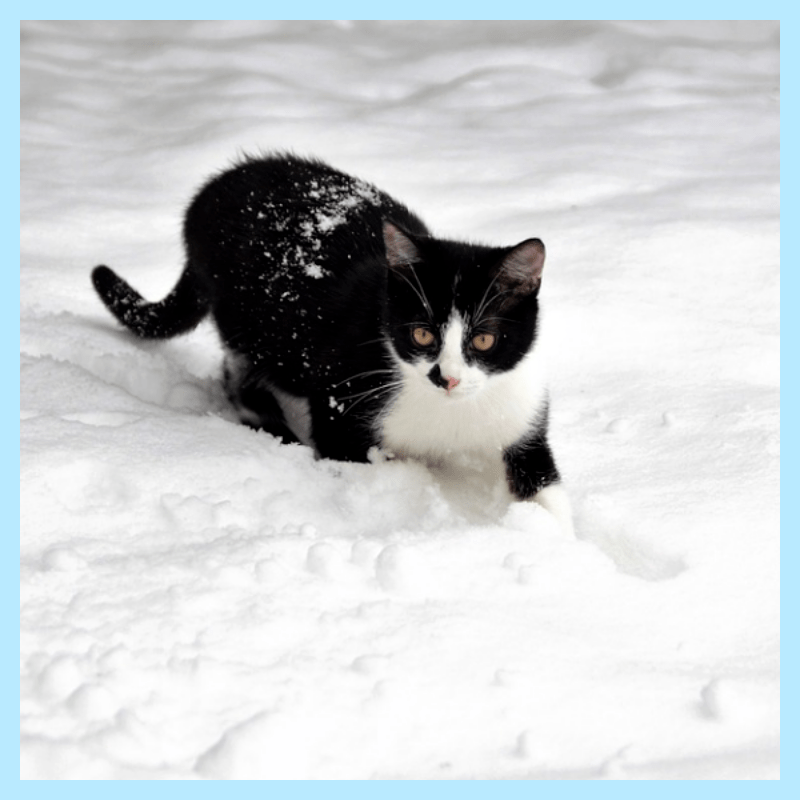 고양이-비듬-관리하기