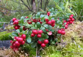 링곤베리 효능 및 영양소, 가격