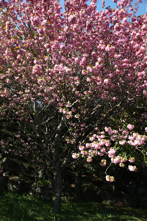 제주겹벚꽃 #제주여행 #제주봄꽃명소 #제주도겹벚꽃 #제주사진맛집 #4월제주여행 #겹벚꽃명소 #제주시겹벚꽃 #서귀포겹벚꽃 #제주봄여행추천