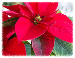 포인세티아꽃 크리스마스 꽃