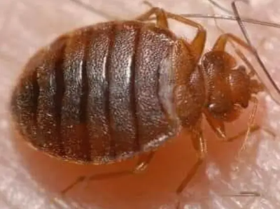 빈대 예방 및 퇴치