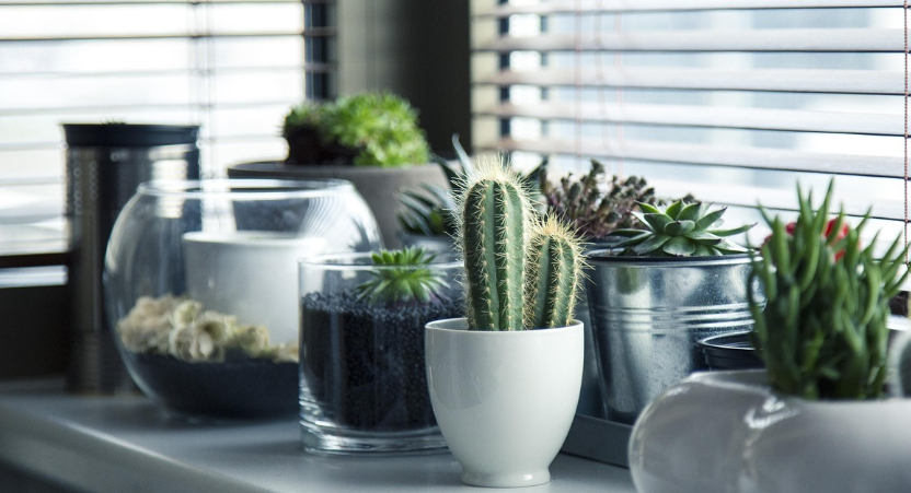 식물과 함께하면 건강과 행복이 쑥쑥