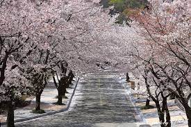 천안 벚꽃 둘레길