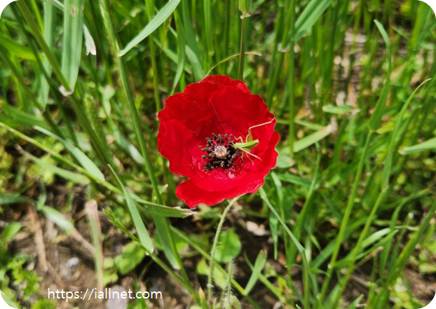 양귀비 꽃안에 풀배짱이가 놀러 왔습니다.