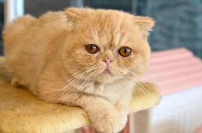 이국적 짧은 머리