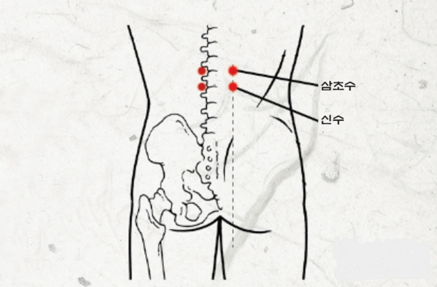 인체의 365혈 중에서 등쪽에 위치를 한 삼초수와 신수의 위치를 해부학적으로 그린 그림