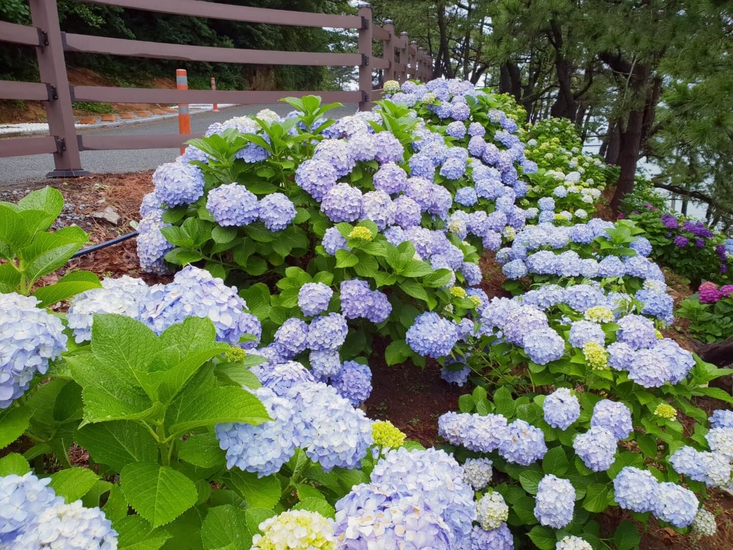 거제 저구항 남부면 수국 축제 기간