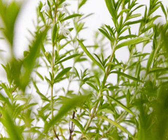 불면증에 좋은 약초 related image 2