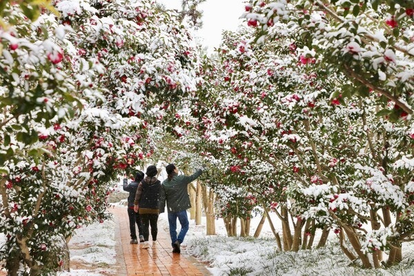 바다 옆 3km 4천만 송이 동백꽃 길 신안섬 겨울꽃 축제