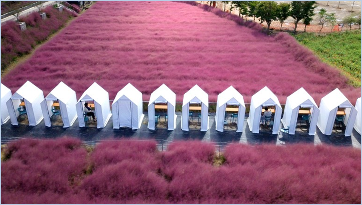 고창-핑크뮬리축제