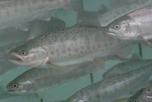 2025 화천 산천어축제 사전예약 일정 주변 가볼만한 곳