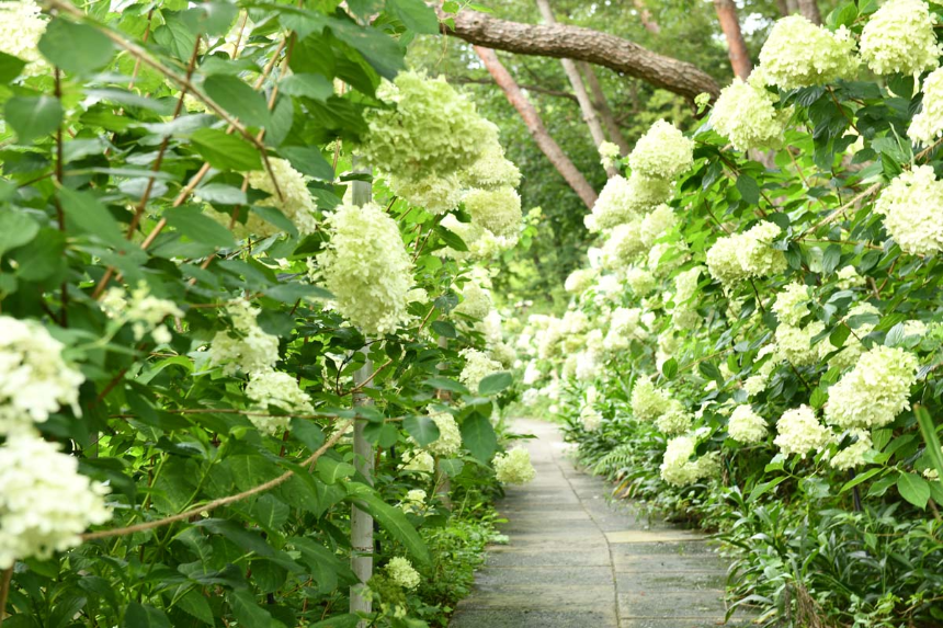 특색있고 아름다운 민간 정원 30선 추천 여행 - 22. 담양 죽화경