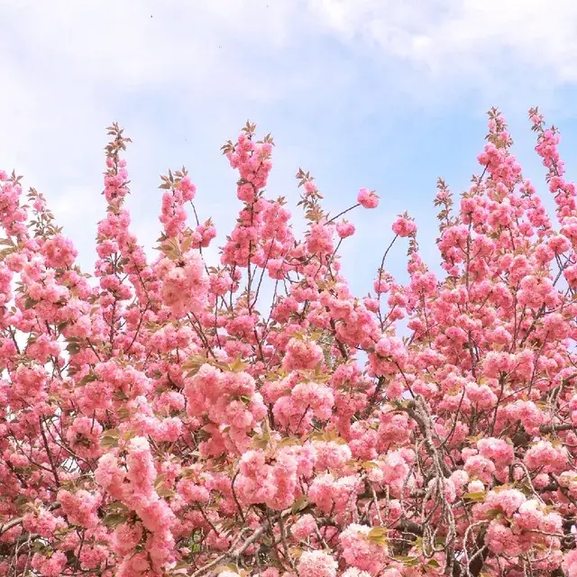 경주 불국사 겹벚꽃-트립닷컴 출저