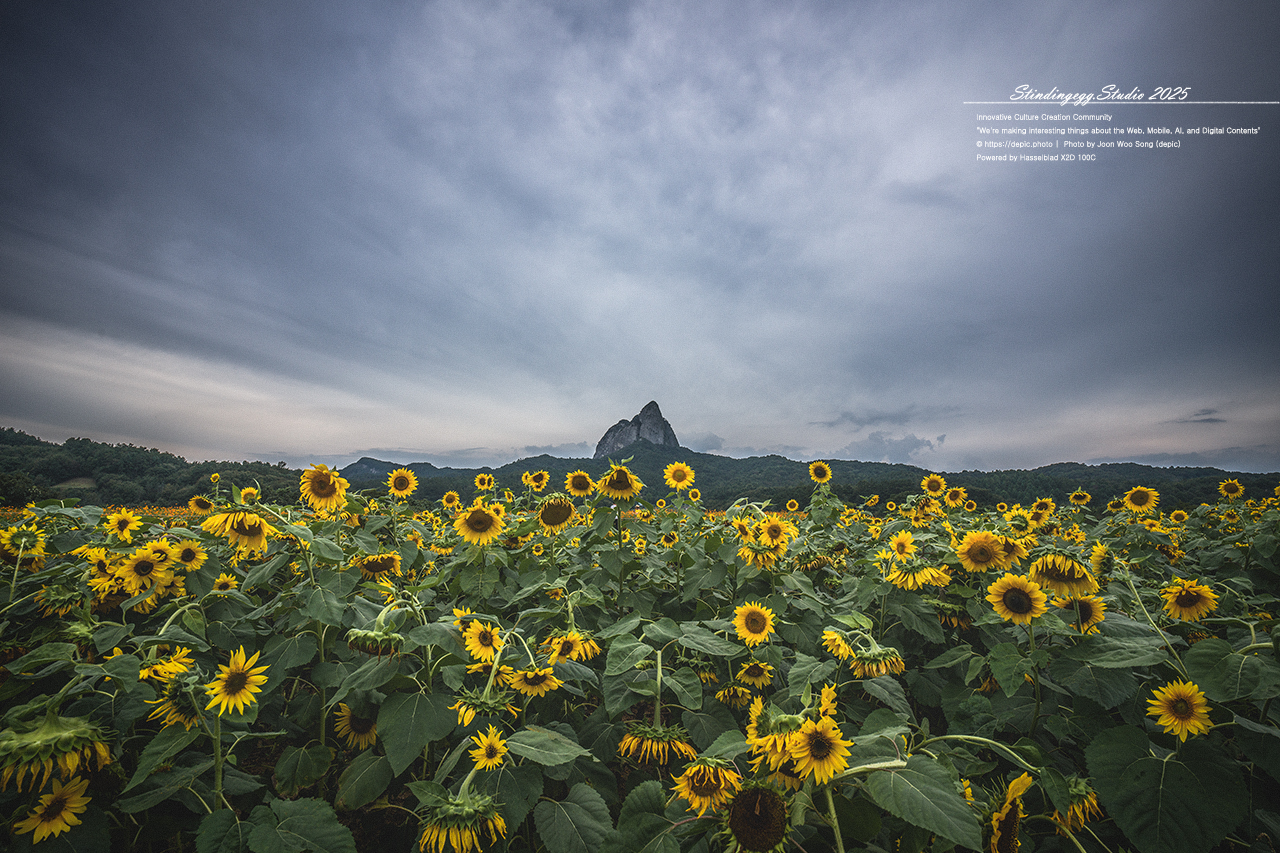 #진안 #진안군농업기술센터 #마이산 #해바라기 #코스모스