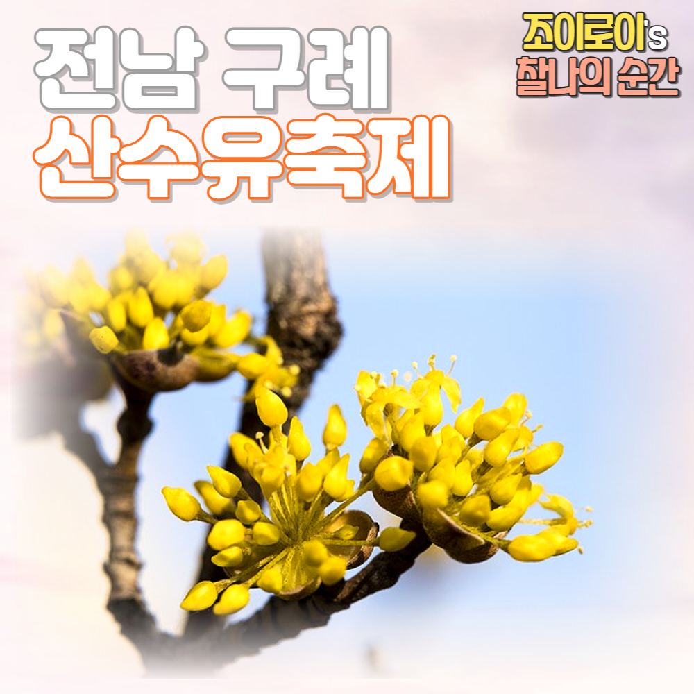 구례 산수유축제