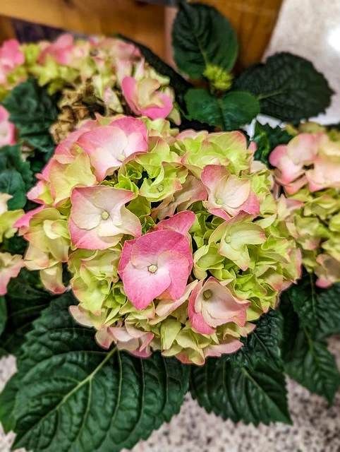 아침고요 수국 전시회 축제 